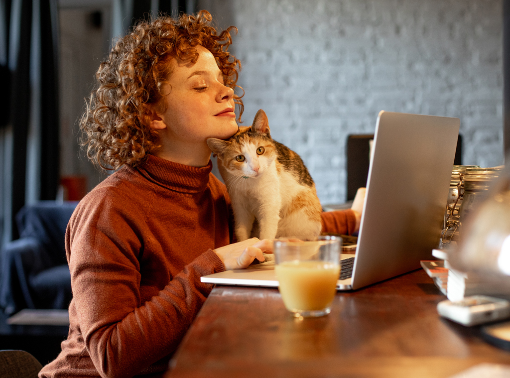 Cat, Working from Home, Computer